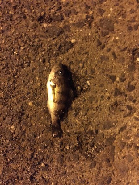 淡輪漁港へ今年初釣行