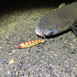 岡田浦漁港　フラペンシーバス