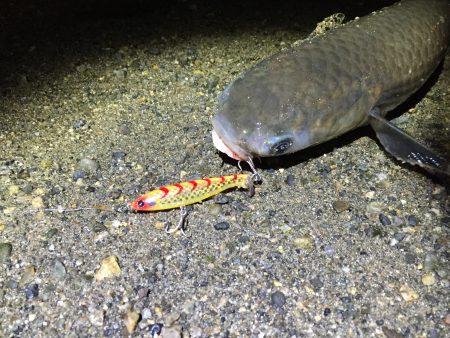 岡田浦漁港　フラペンシーバス