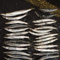 カマスがまた釣れだしました