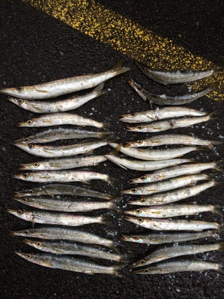 カマスがまた釣れだしました