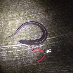 淡輪近辺 ライトゲーム