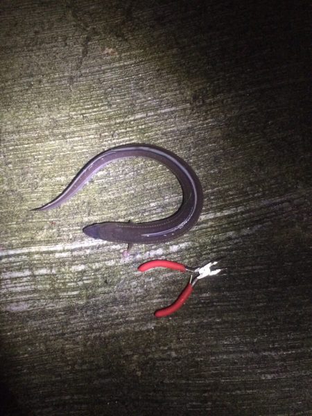 淡輪近辺 ライトゲーム