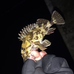 加太漁港でのライトゲーム