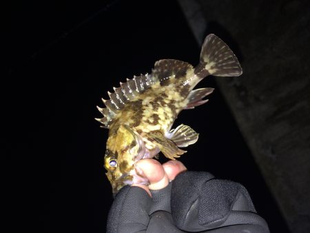 加太漁港でのライトゲーム