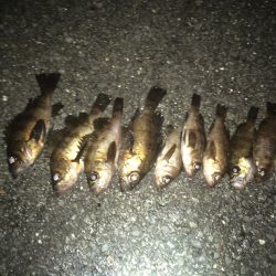 メバルリベンジ釣行