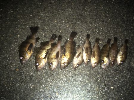 メバルリベンジ釣行