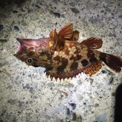 芳養漁港　人生初のメバリング