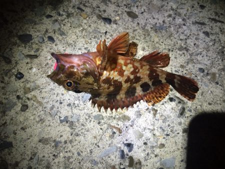 芳養漁港　人生初のメバリング