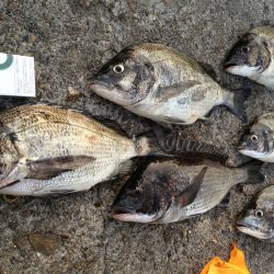 高砂埋立地 フカセのシーズン到来