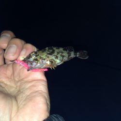 神戸空港でメバリングも思いの外、風強く…