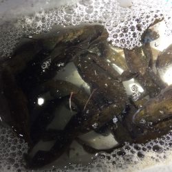 りんくうメバリング　風裏見つけて爆釣‼︎‼︎