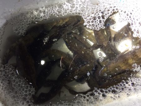 りんくうメバリング　風裏見つけて爆釣‼︎‼︎