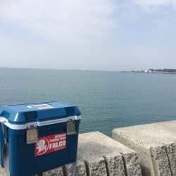 昨日早朝のリベンジ(青物)