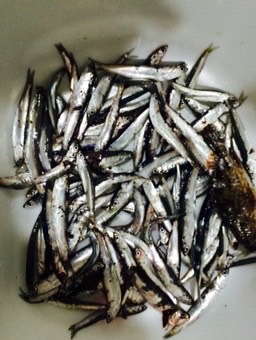 サビキはつれたがフカセは惨敗　サビキでイワシの釣果