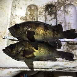 警察学校前のサーフで22㎝のメバル‼️