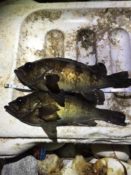 警察学校前のサーフで22㎝のメバル‼️