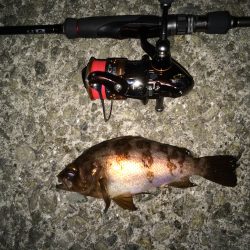 田ノ浦漁港　短時間のメバリング