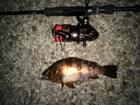 田ノ浦漁港　短時間のメバリング