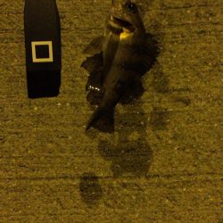 東二見 大潮のメバリング