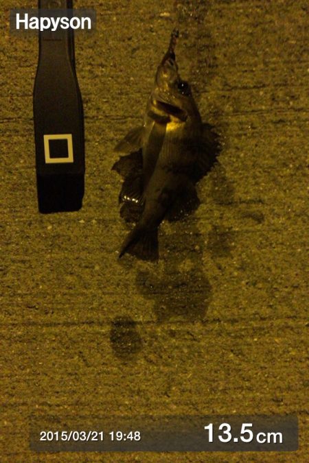 東二見 大潮のメバリング