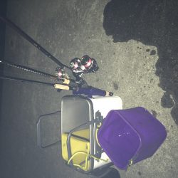 りんくう　真夜中のメバリング