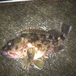 アジ釣れるかな？