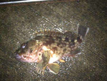 アジ釣れるかな？