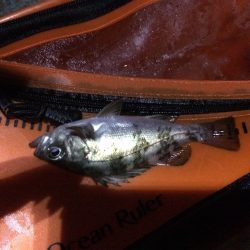 神戸〜垂水ランガン