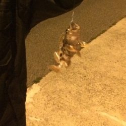 小島漁港でメバリング