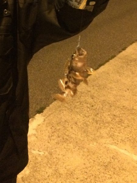 小島漁港でメバリング