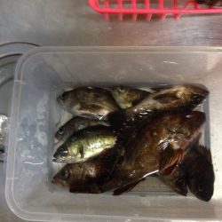 深日漁港メバリング