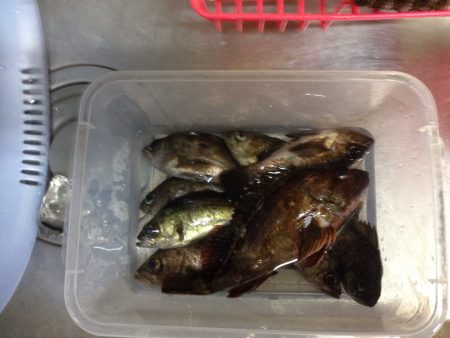 深日漁港メバリング