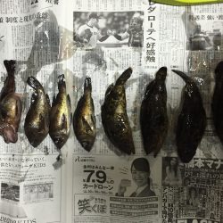 泉南地方ランガン釣行！ タケノコ祭り開催中