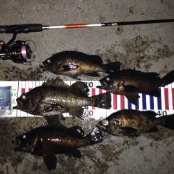 久し振りのメバリング