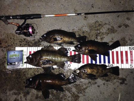 久し振りのメバリング