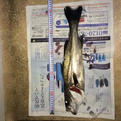 久しぶりの釣りでしたら。