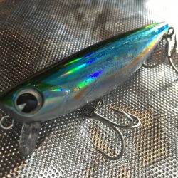 紀ノ川河口でランカーシーバス♪