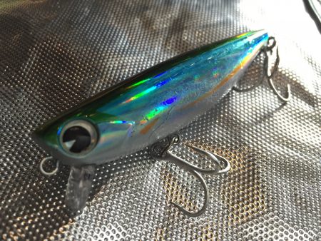 紀ノ川河口でランカーシーバス♪