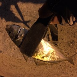 南紀ライトゲームでカマス＆アジ