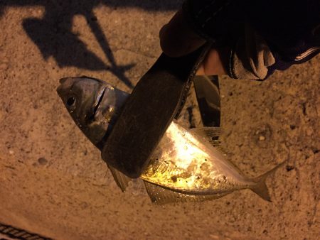 南紀ライトゲームでカマス＆アジ