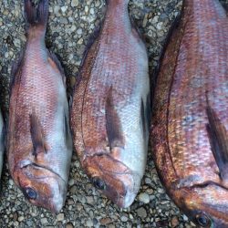 たまには釣堀も^_^