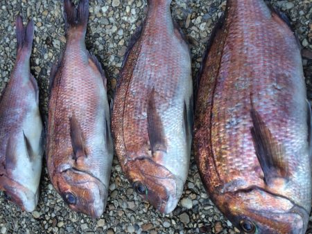 たまには釣堀も^_^