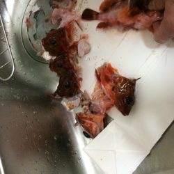 泉南サーフでガシリング‼︎