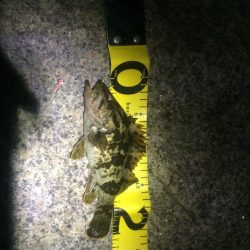 ライトゲームでタケノコ狩り