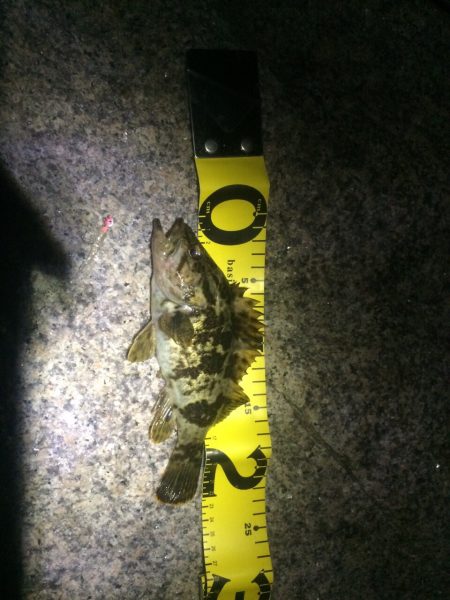 ライトゲームでタケノコ狩り