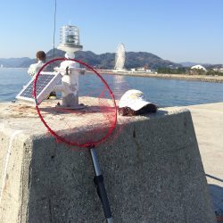 ノッコミ チヌ狙いと 根魚探り