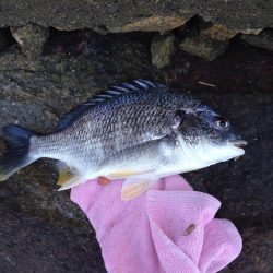 乗っ込みシーズン到来