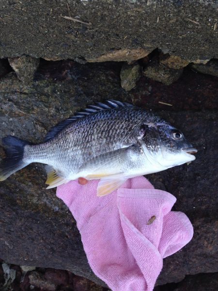 乗っ込みシーズン到来