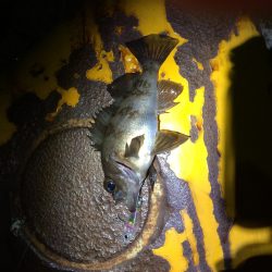 樽井漁港  リッジ35‼︎‼︎